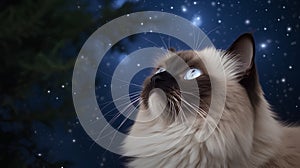 Portrait of a beautiful cat on a background of the night sky