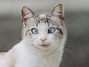 Portrait of beautiful cat with blue eyes