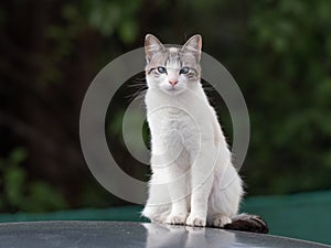 Portrait of beautiful cat with blue eyes