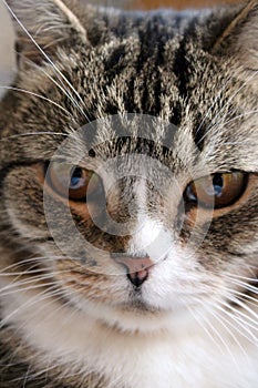 Portrait of a beautiful cat. Close-up photo of a pet