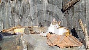 Portrait of beautiful cat on rural house landscape