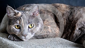 Portrait of a beautiful cat with yellow eyes on a gray background photo