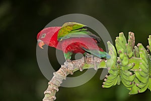 Portrait of beautiful Chattering red Lory Lorius garrulus on a banana.