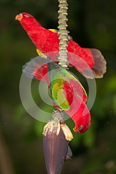 Portrait of beautiful Chattering red Lory Lorius garrulus on a banana.