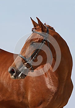 Portrait beautiful chestnut horse