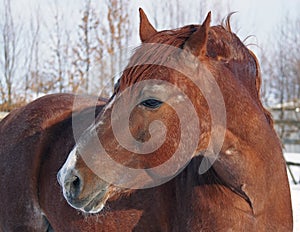 Portrait of beautiful chestnut horse