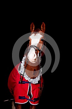 Portrait of beautiful chestnut horse in rug on black background