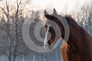 Portrait of beautiful chestnut horse with white blaze