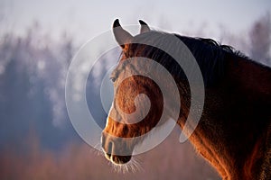 Portrait of beautiful chestnut horse with white blaze in rays of winter evening sunset.