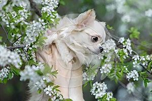 Portrait of a beautiful chihuahua in white flowers