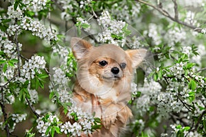 Portrait of a beautiful chihuahua in white flowers