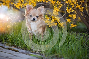 Portrait of a beautiful chihuahua in yellow flowers.