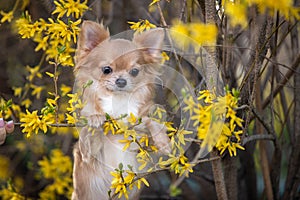 Portrait of a beautiful chihuahua in yellow flowers.