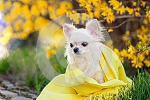 Portrait of a beautiful chihuahua in a yellow scarf in yellow flowers.