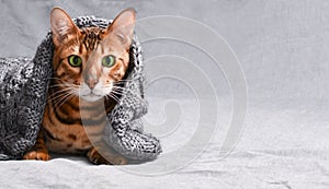 Portrait of beautiful Christmas winter bengal cat with green eyes in gray knitted sweater