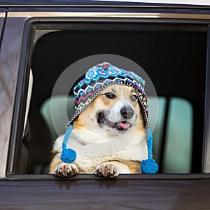 Portrait of a beautiful Corgi dog in a bright hat looking out of the car window pretty