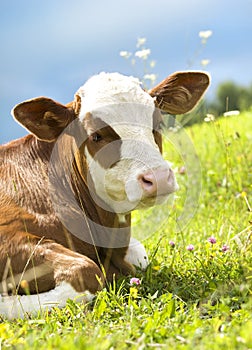 Retrato hermoso una vaca sobre el césped 