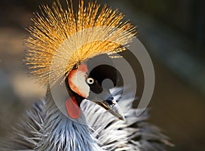 Portrait of a beautiful crowned crane bird