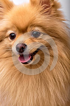 Portrait of beautiful cute brown red Pomeranian Spitz dog, happy positive cheerful