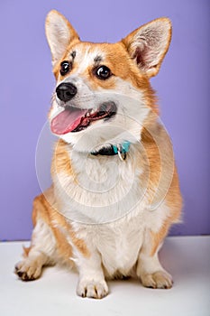 Portrait of beautiful cute corgi dog, funny happy puppy looking at side with copy space