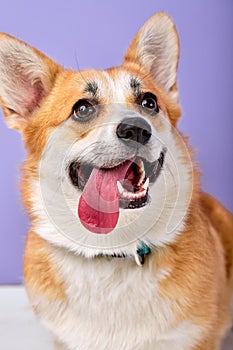 Portrait of beautiful cute corgi dog, funny happy puppy looking at side with copy space