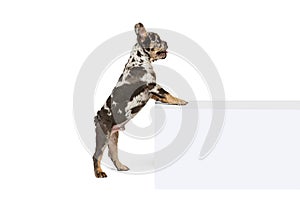 Portrait of beautiful cute dog, puppy of French Bulldog standing on hind legs  over white studio background