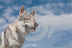 Portrait of an beautiful Czechoslovak Wolfdog, blue sky background