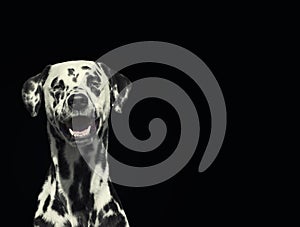 Portrait of beautiful Dalmatian dog looking at camera isolated on black