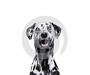 Portrait of beautiful Dalmatian dog looking at camera isolated on white