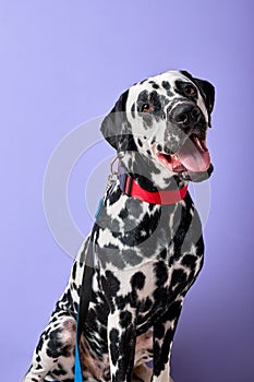 Portrait of beautiful dalmatian dog looking at side on purple studio background