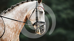 Portrait of a beautiful dappled gray horse with a braided mane and a bridle on its muzzle, which jumps against the dark foliage of