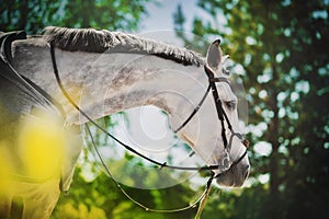 Portrait of a beautiful dappled gray horse with a bridle on its muzzle and a gray horse blanket on its back on a sunny summer day