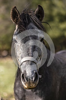 Portrait of a beautiful dark gray horse looks in the camera on natural green summer background, head closeup. Grey Dapple Horse