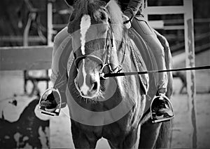 Portrait of beautiful dark horse close black and white