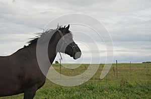 Portrait of beautiful dark horse in summer