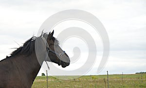 Portrait of beautiful dark horse in summer