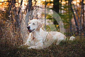 Portrait of beautiful dog breed golden retriever lying in the autumn forest at sunset
