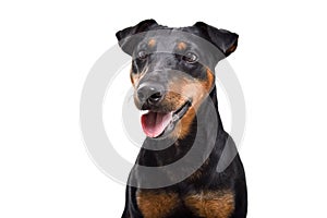 Portrait of beautiful dog breed Jagdterrier