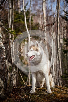 Portrait of beautiful dog breed Siberian Husky sitting in the late autumn forest on birch trees background