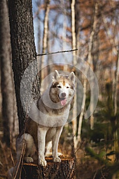 Portrait of beautiful dog breed Siberian Husky sitting on the stump in the late autumn forest on birch trees background