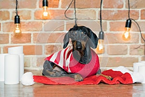 Portrait beautiful dog dachshund, black and tan, in a red Christmas hat and a sweater on a brick wall background decorated with fe