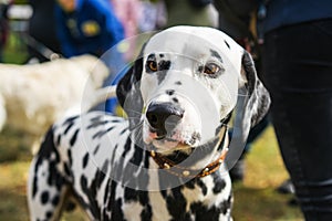 Portrait of a beautiful dog Dalmatian close up on the street