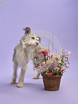 portrait of a beautiful dog lilac background. Mix of breeds. Pet in the studio