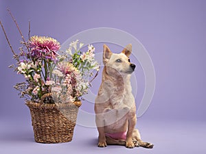 portrait of a beautiful dog lilac background. Mix of breeds. Pet in the studio