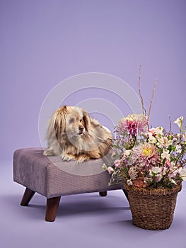 portrait of a beautiful dog lilac background. Mix of breeds. Pet in the studio