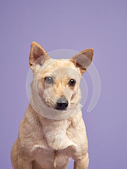 portrait of a beautiful dog lilac background. Mix of breeds. Pet in the studio