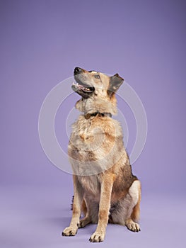 portrait of a beautiful dog lilac background. Mix of breeds. Pet in the studio