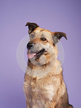 portrait of a beautiful dog lilac background. Mix of breeds. Pet in the studio