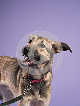 portrait of a beautiful dog lilac background. Mix of breeds. Pet in the studio