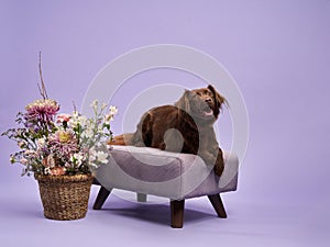 portrait of a beautiful dog lilac background. Mix of breeds. Pet in the studio